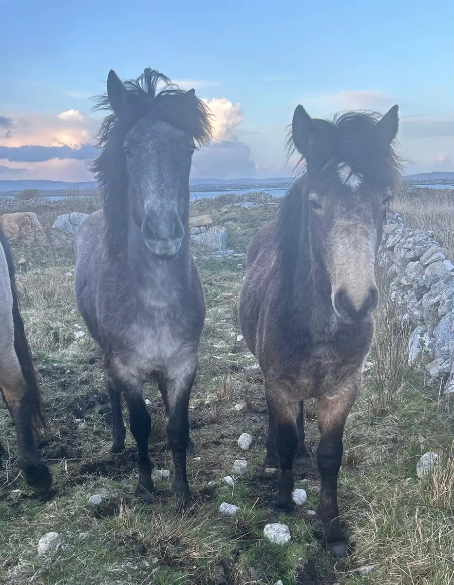 Connemara pony - Image 1