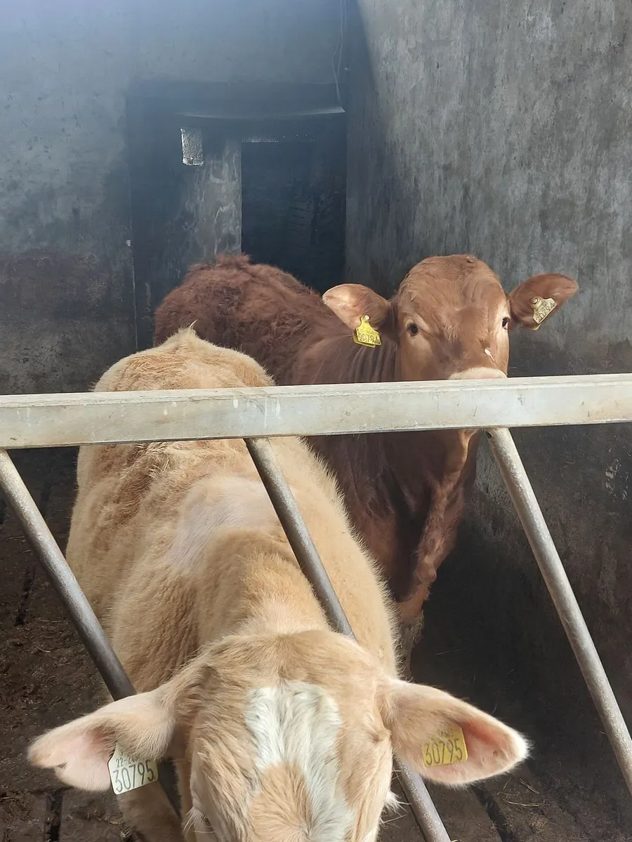 Bull weanlings - Image 2