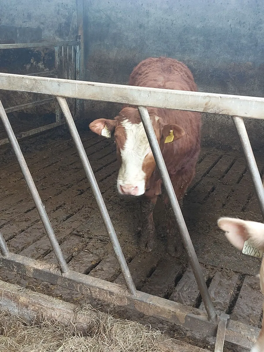 Bull weanlings - Image 3