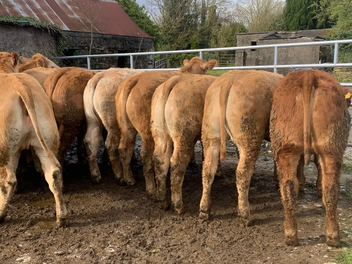 14 u grade heifers - Image 1