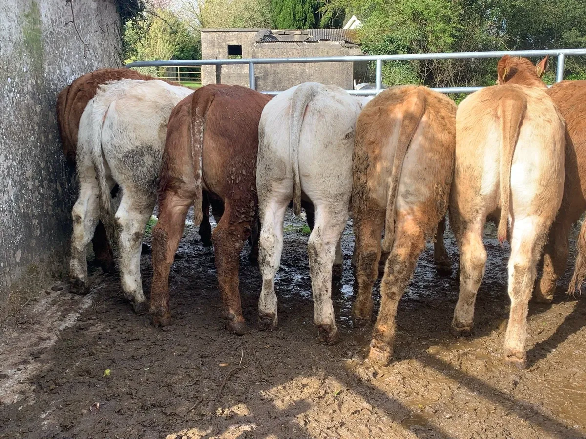 14 u grade heifers - Image 2