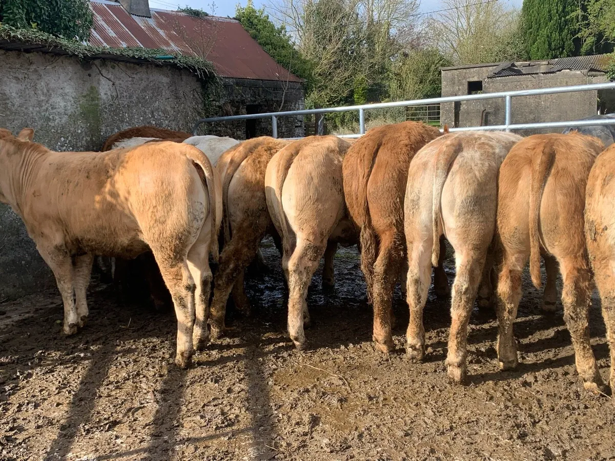 14 u grade heifers - Image 3