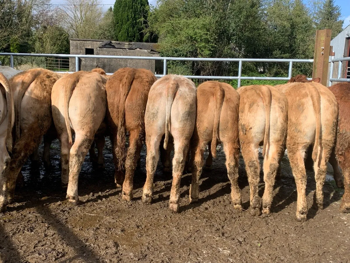 14 u grade heifers - Image 4