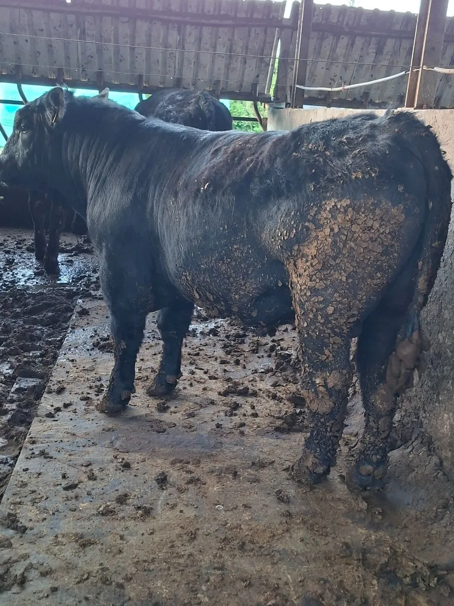 Angus Bulls - Image 1