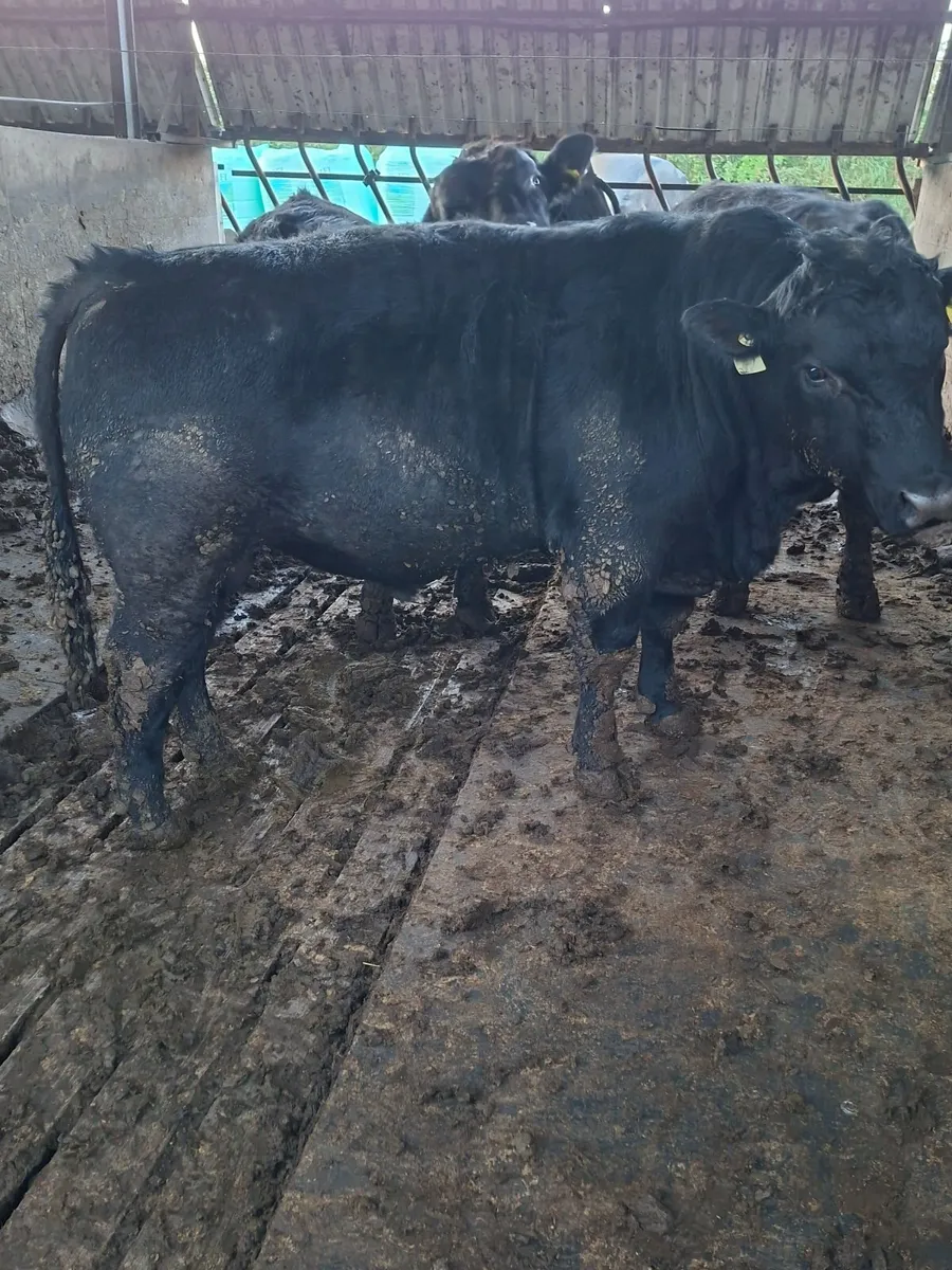 Angus Bulls - Image 2