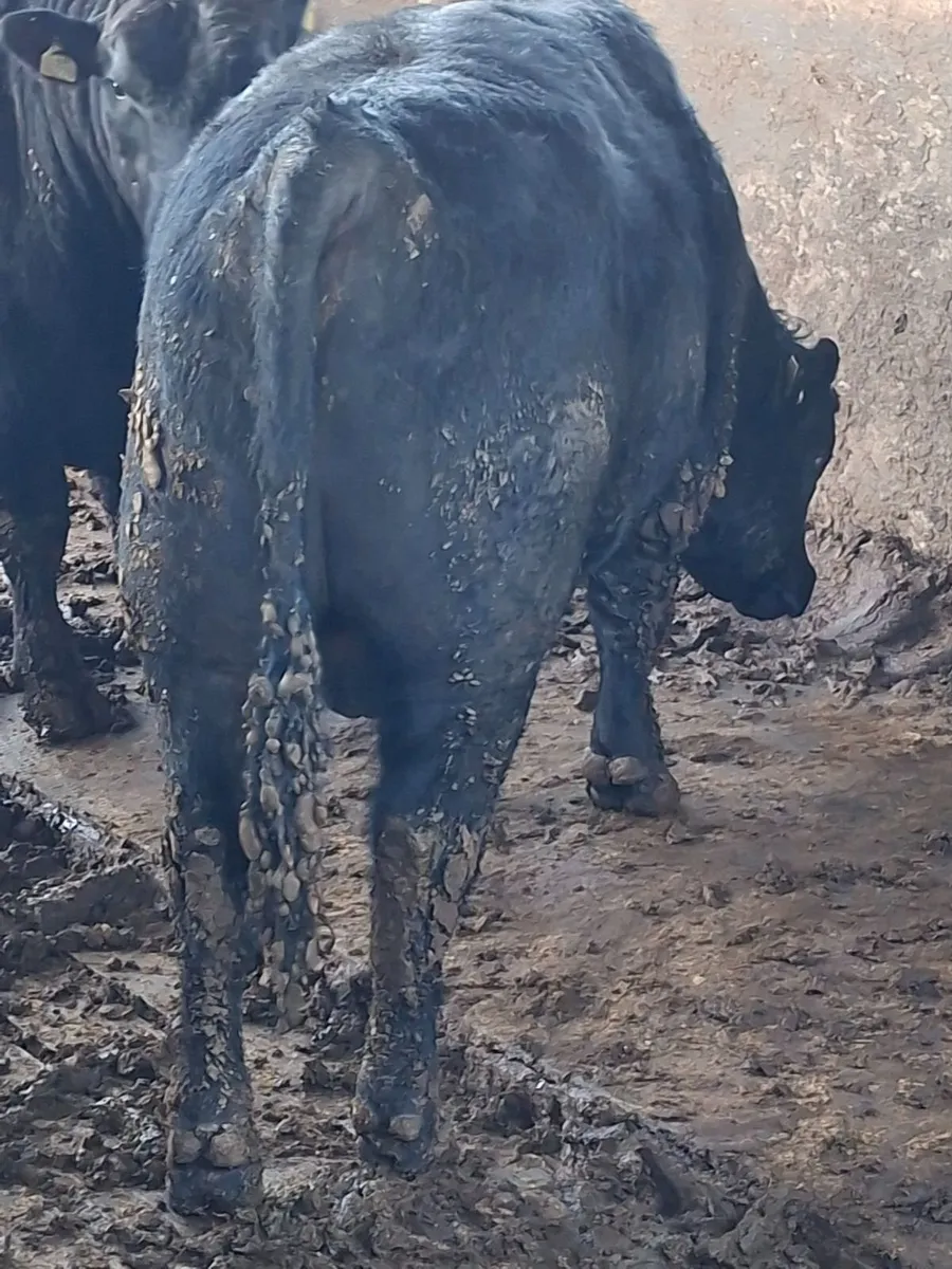 Angus Bulls - Image 3