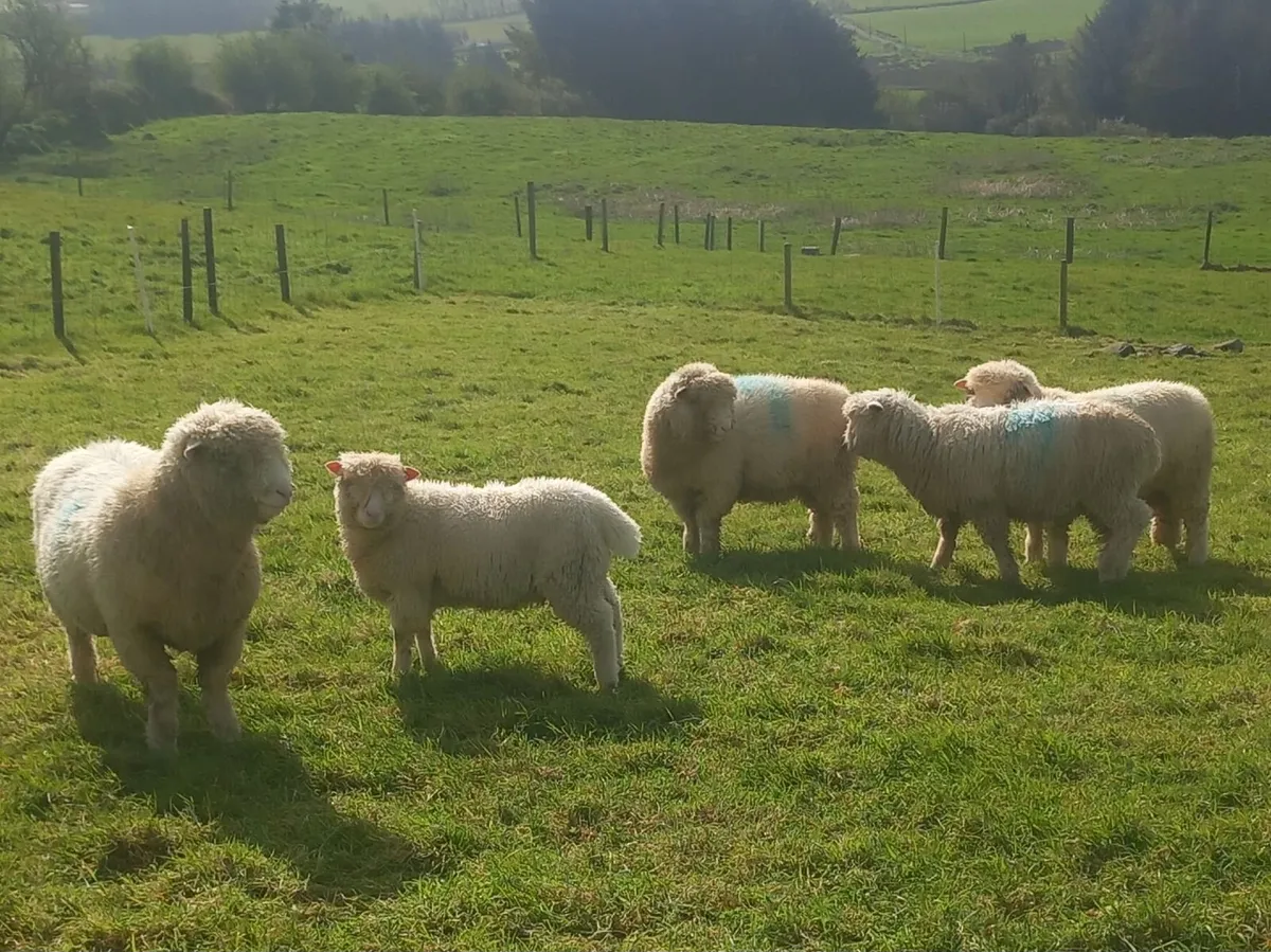 Dorset rams - Image 1