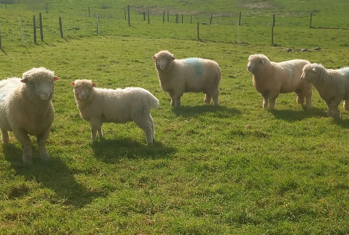 Dorset rams - Image 2