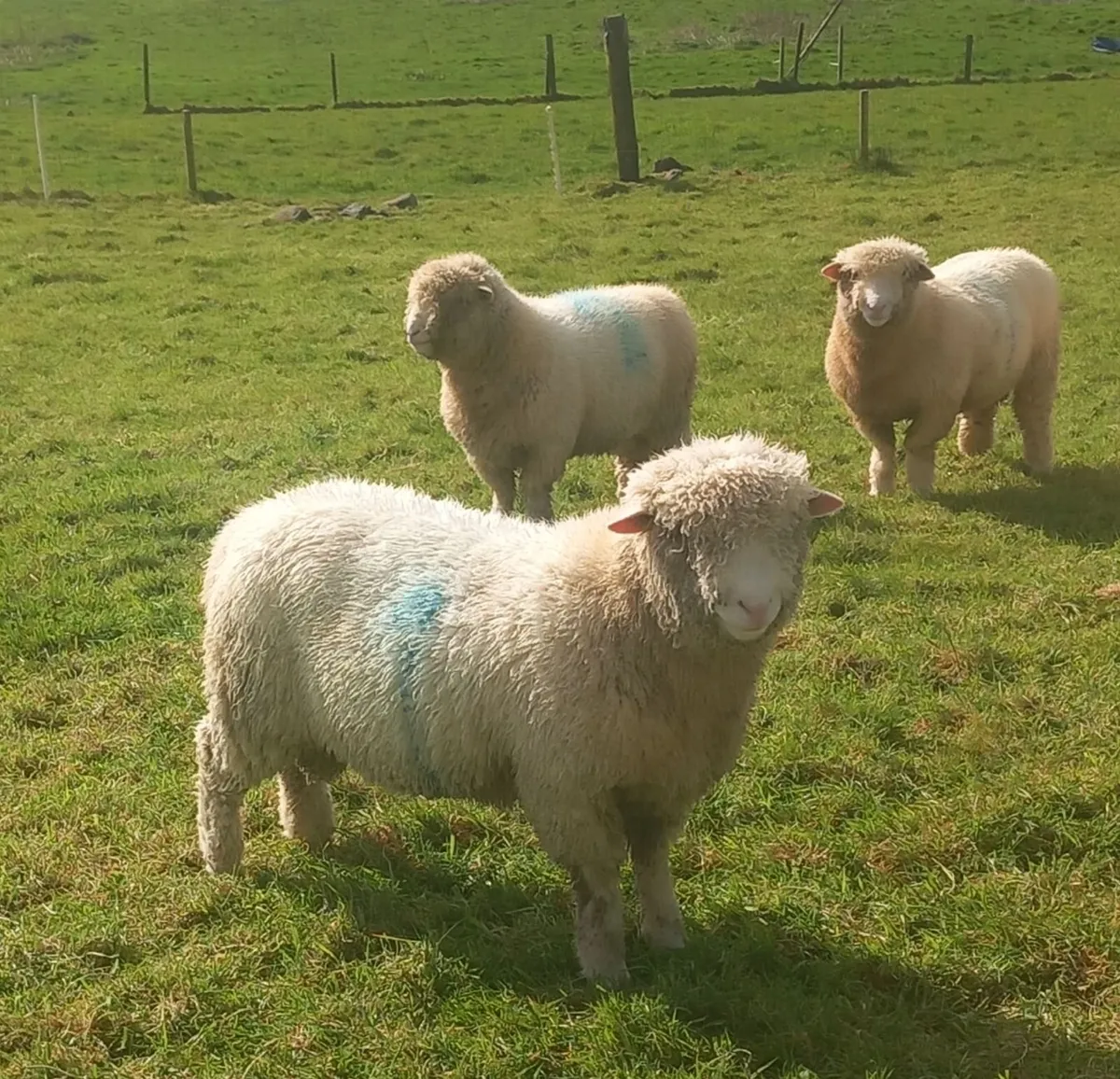 Dorset rams - Image 3