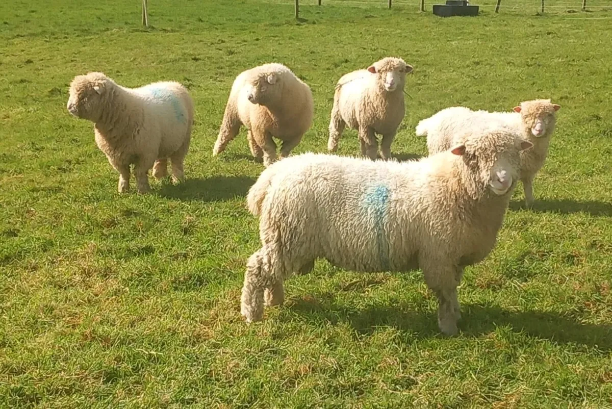 Dorset rams - Image 4