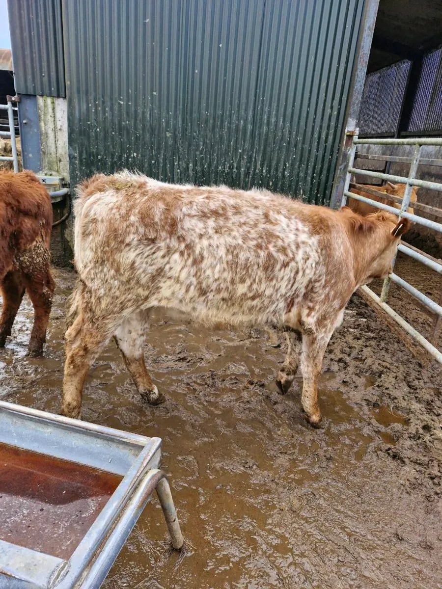 Roan heifer - Image 1