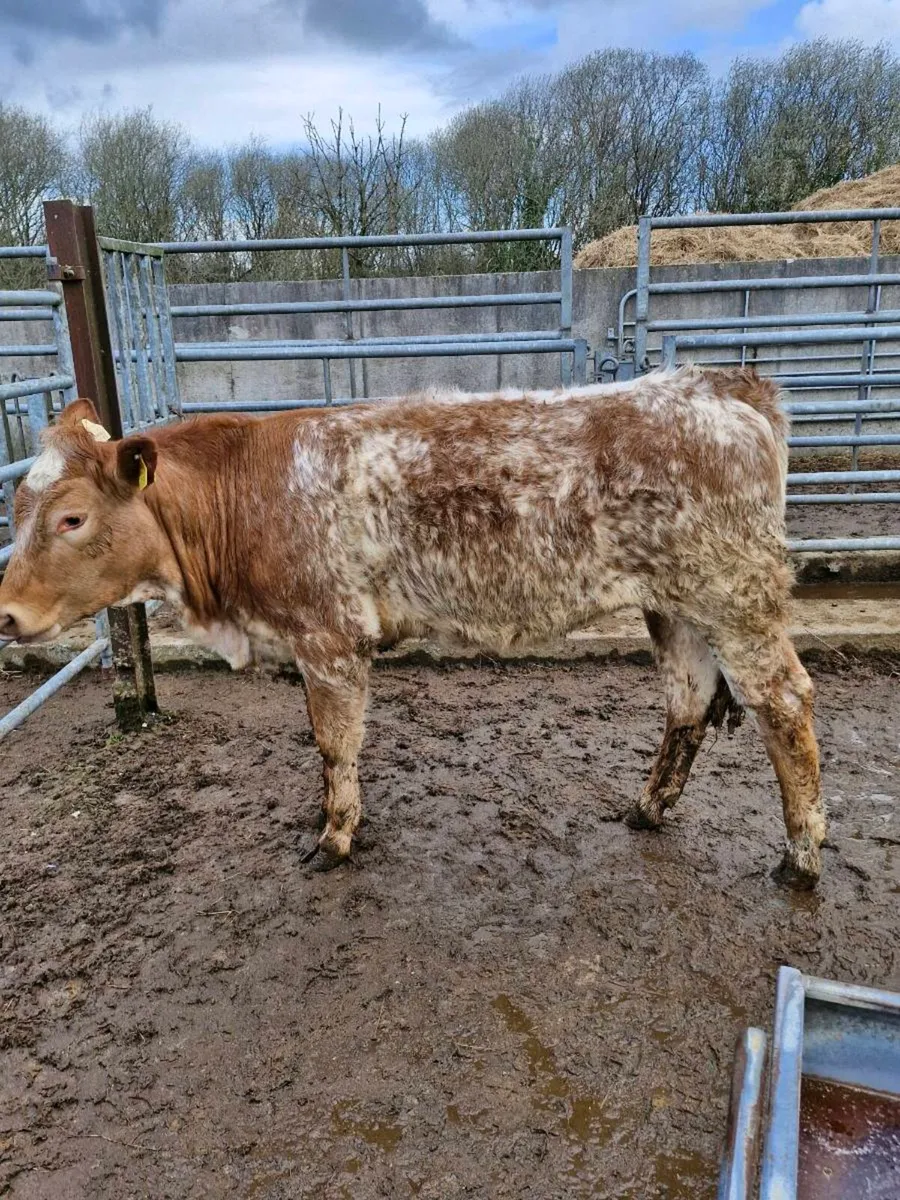 Roan heifer - Image 3