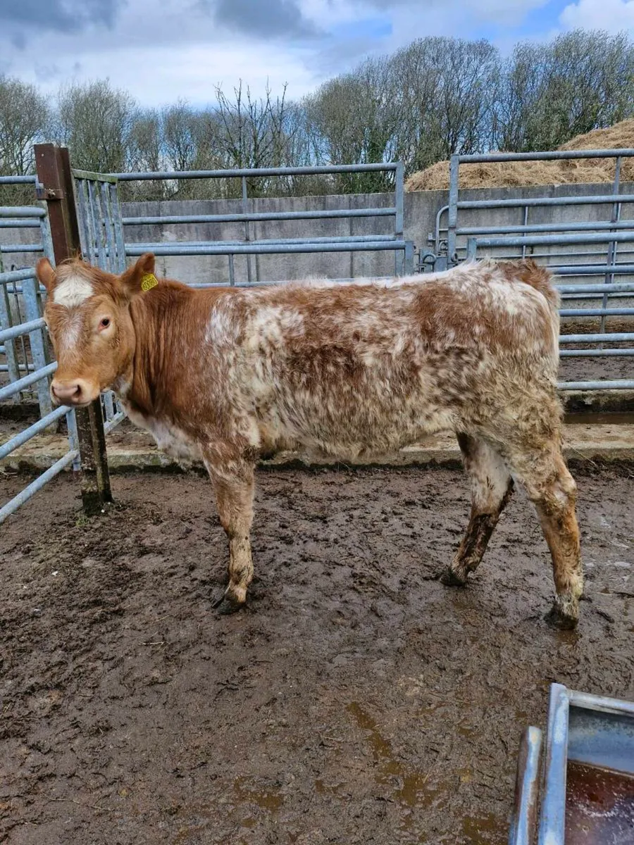 Roan heifer - Image 4