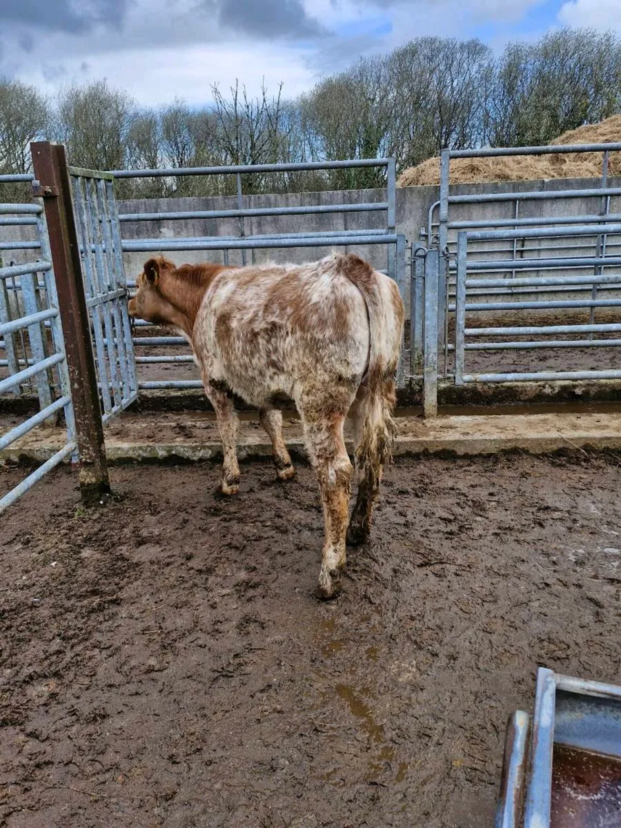 Roan heifer - Image 2