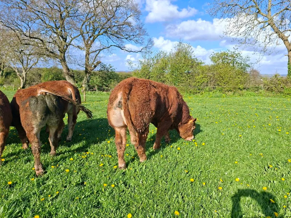 Limousin bull plumtree - Image 1