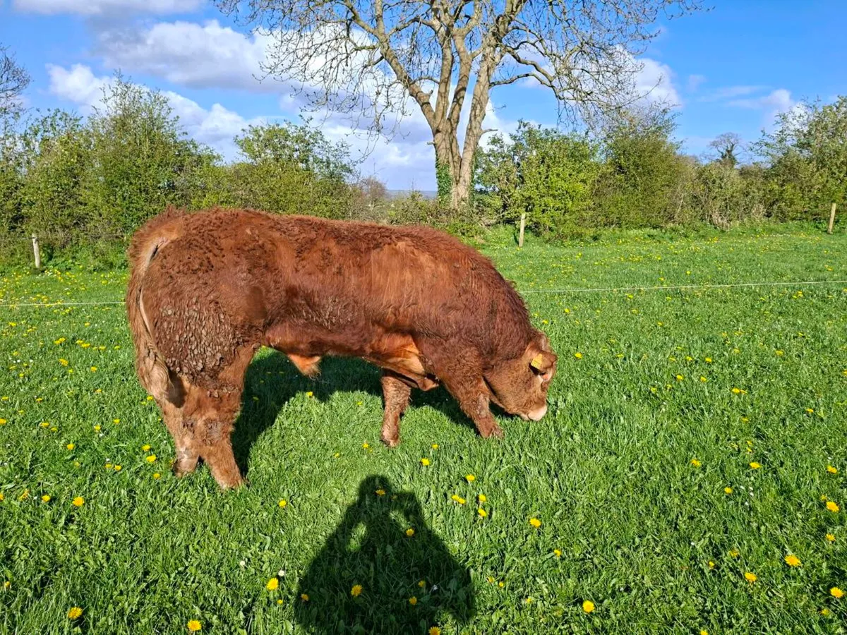 Limousin bull plumtree - Image 4