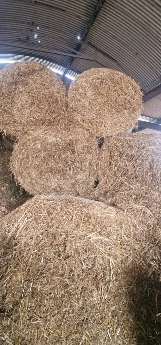 Straw for sale - Image 3