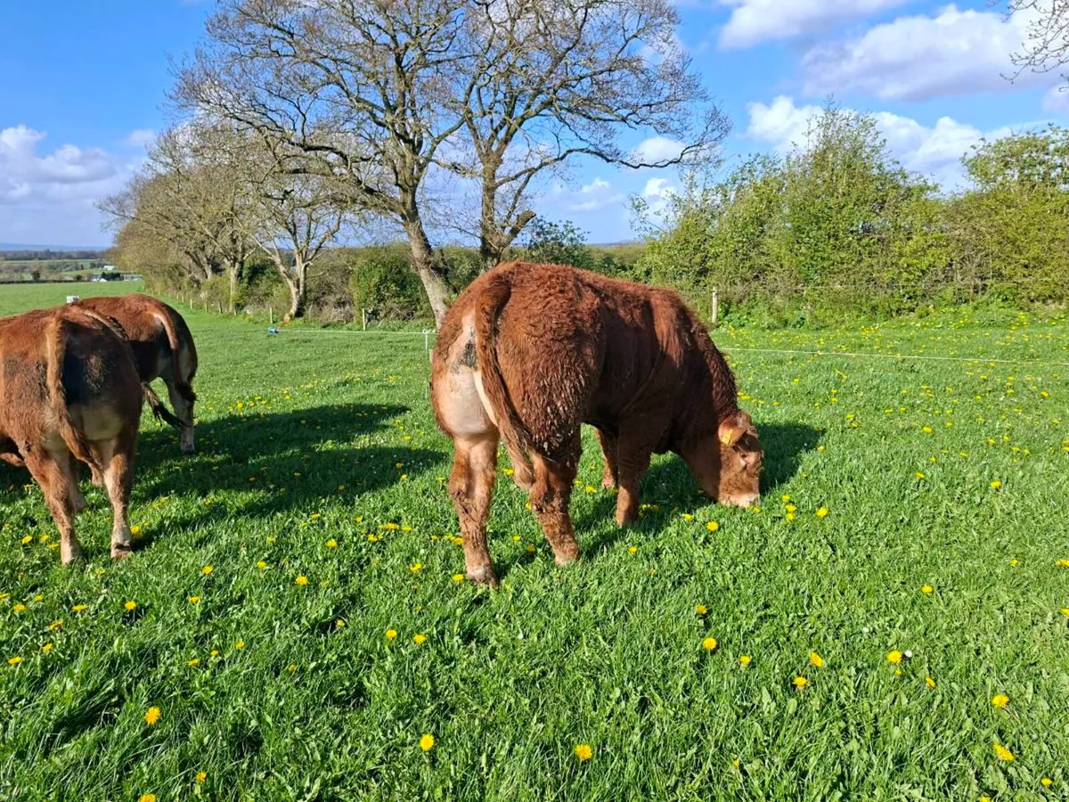 Limousin bull plumtree - Image 2