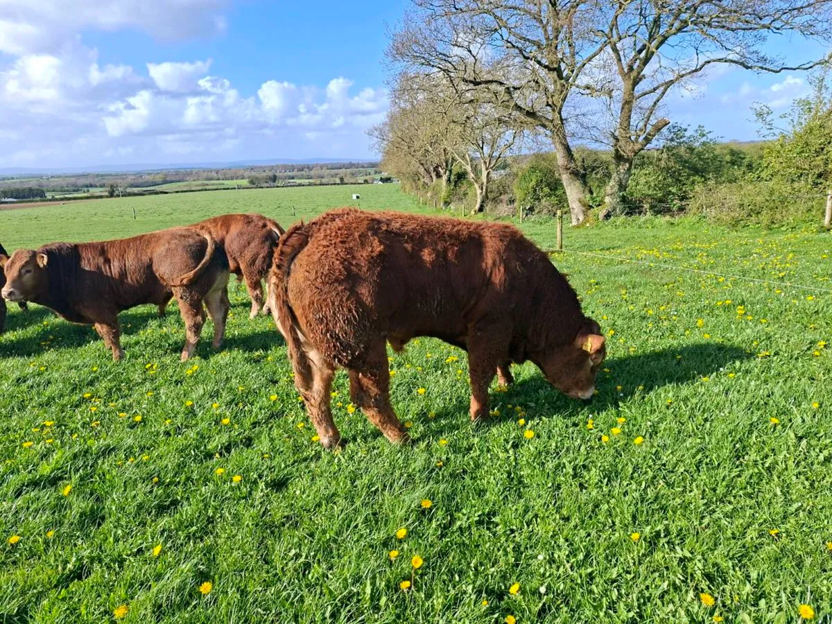 Limousin bull plumtree - Image 3