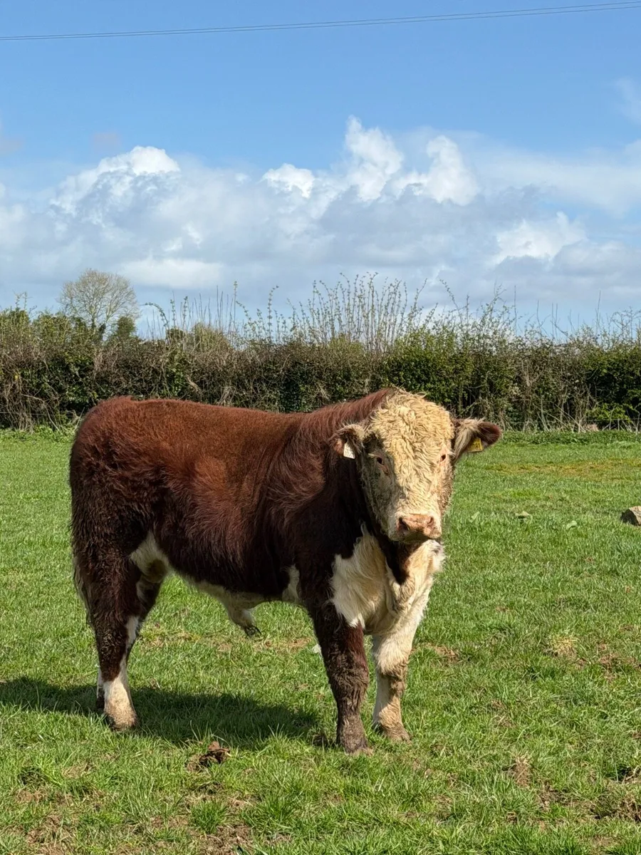 Hereford bull polled - Image 1