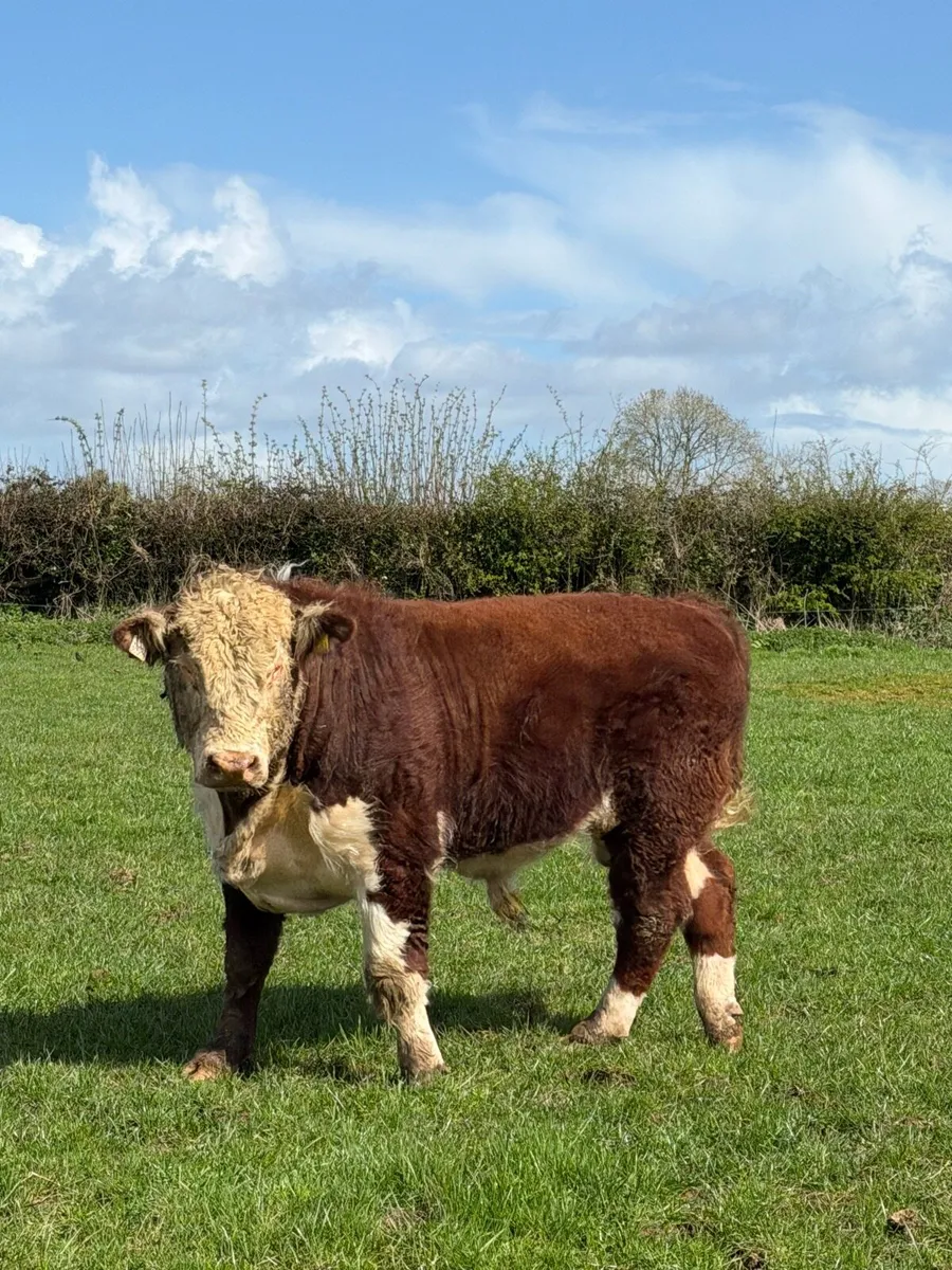 Hereford bull polled - Image 2