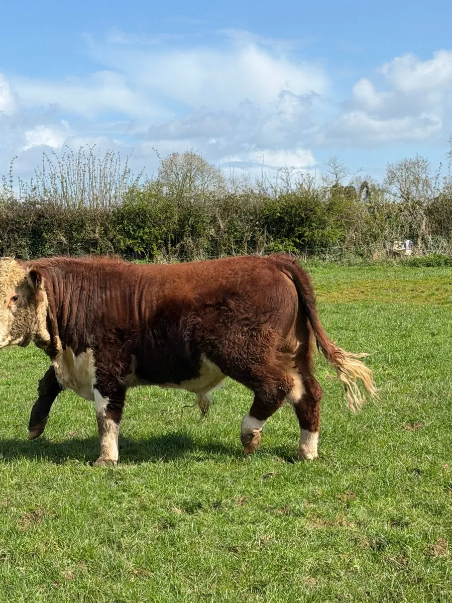 Hereford bull polled - Image 3
