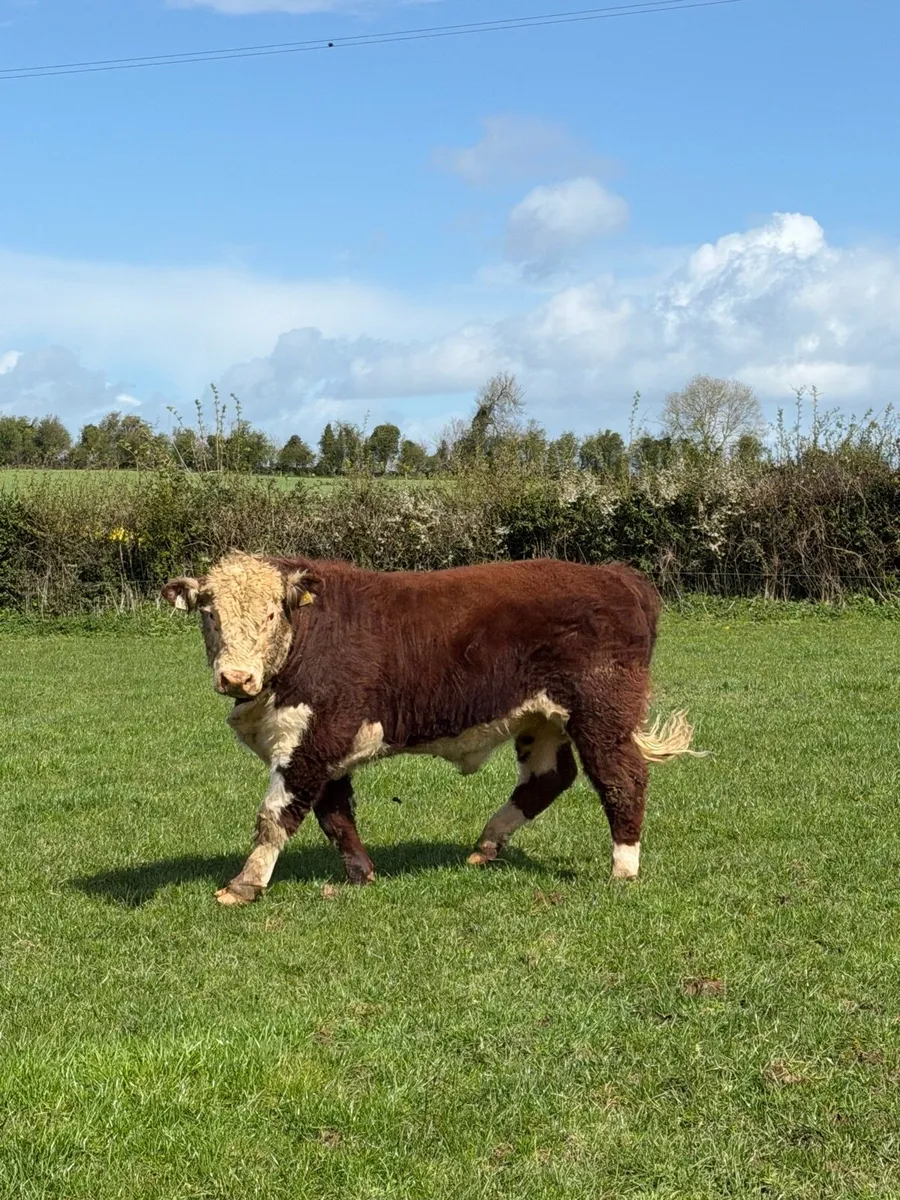 Hereford bull polled - Image 4