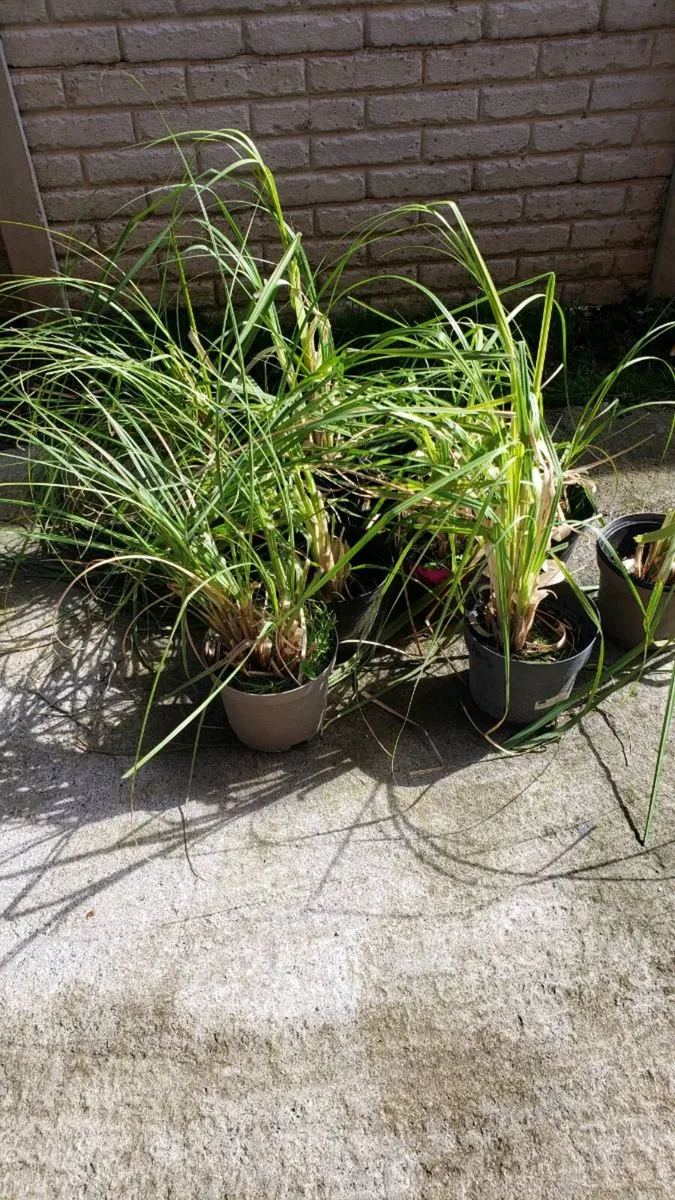 Pampas grass. - Image 2