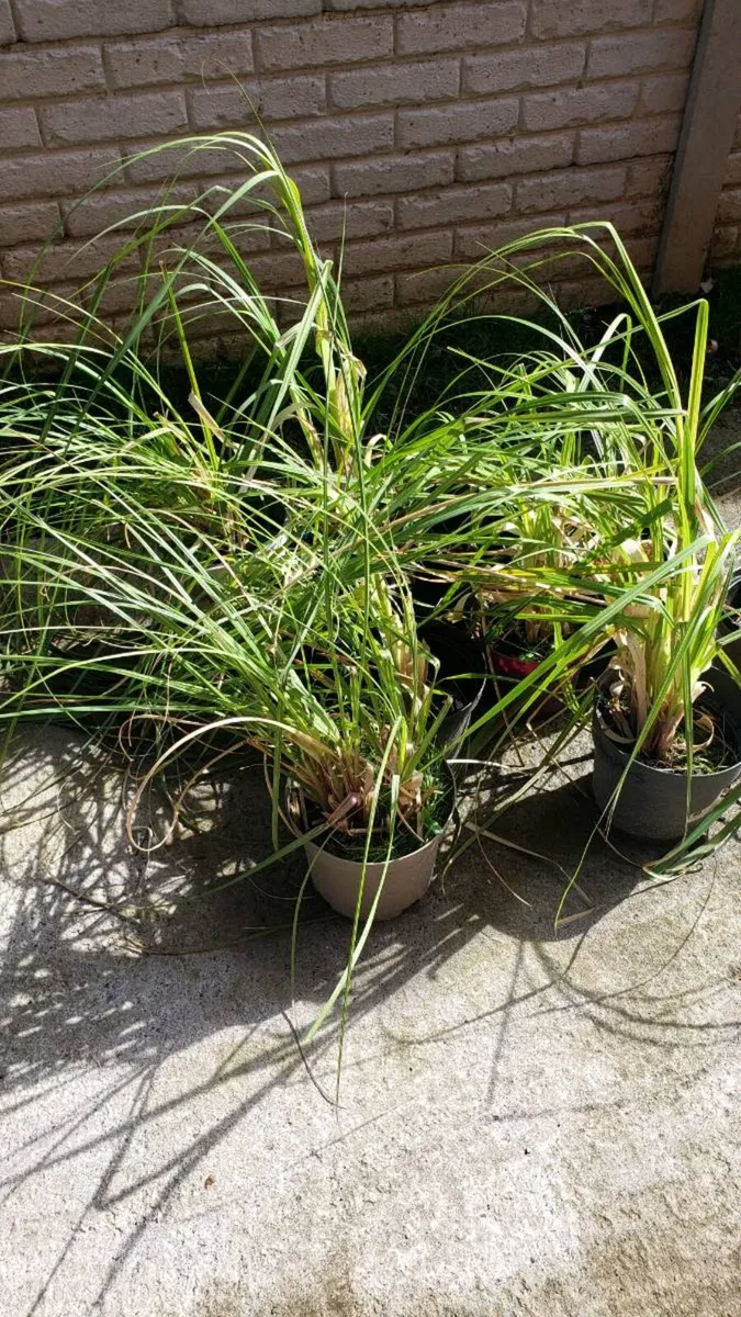 Pampas grass. - Image 3