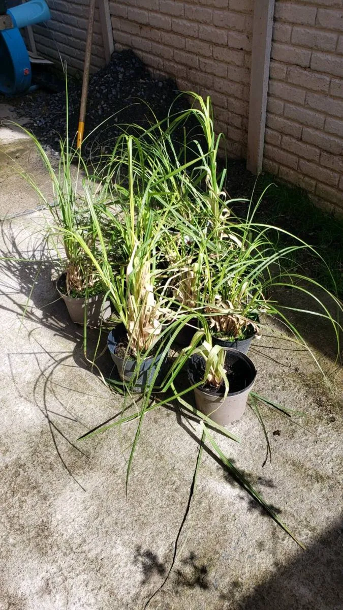 Pampas grass. - Image 4