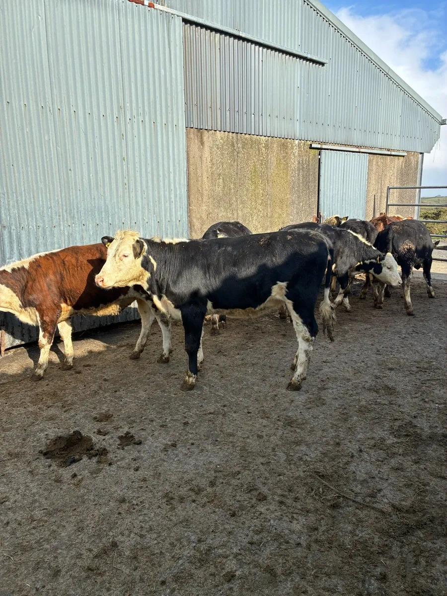Hereford Heifers - Image 1