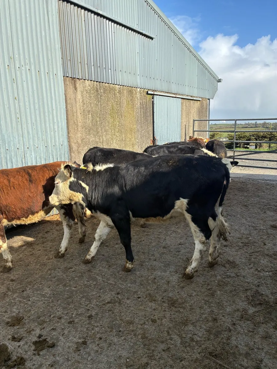 Hereford Heifers - Image 2