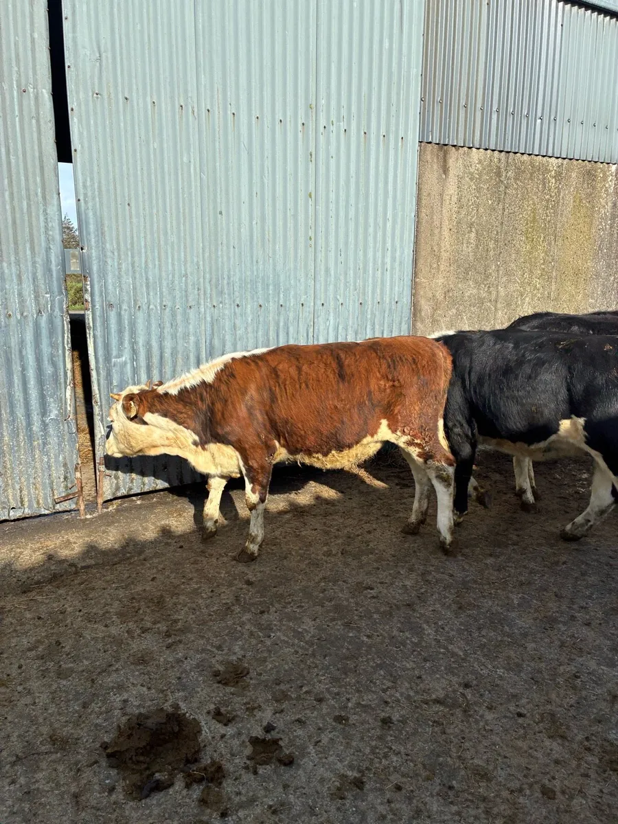 Hereford Heifers - Image 3