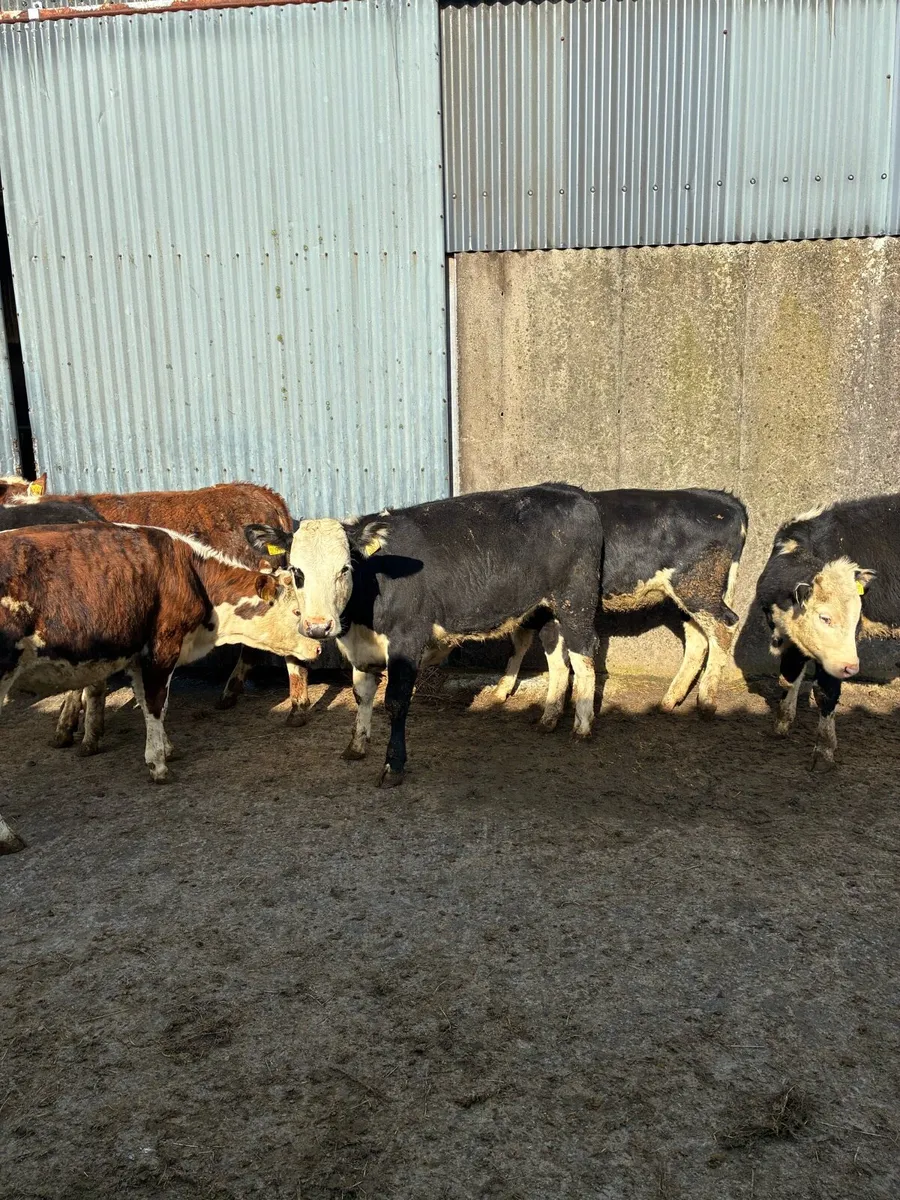 Hereford Heifers - Image 4