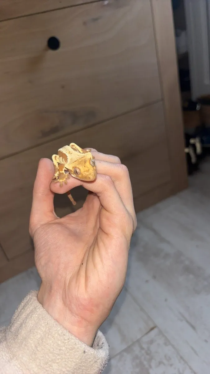 Red lily white Crested gecko and setup brand new - Image 2