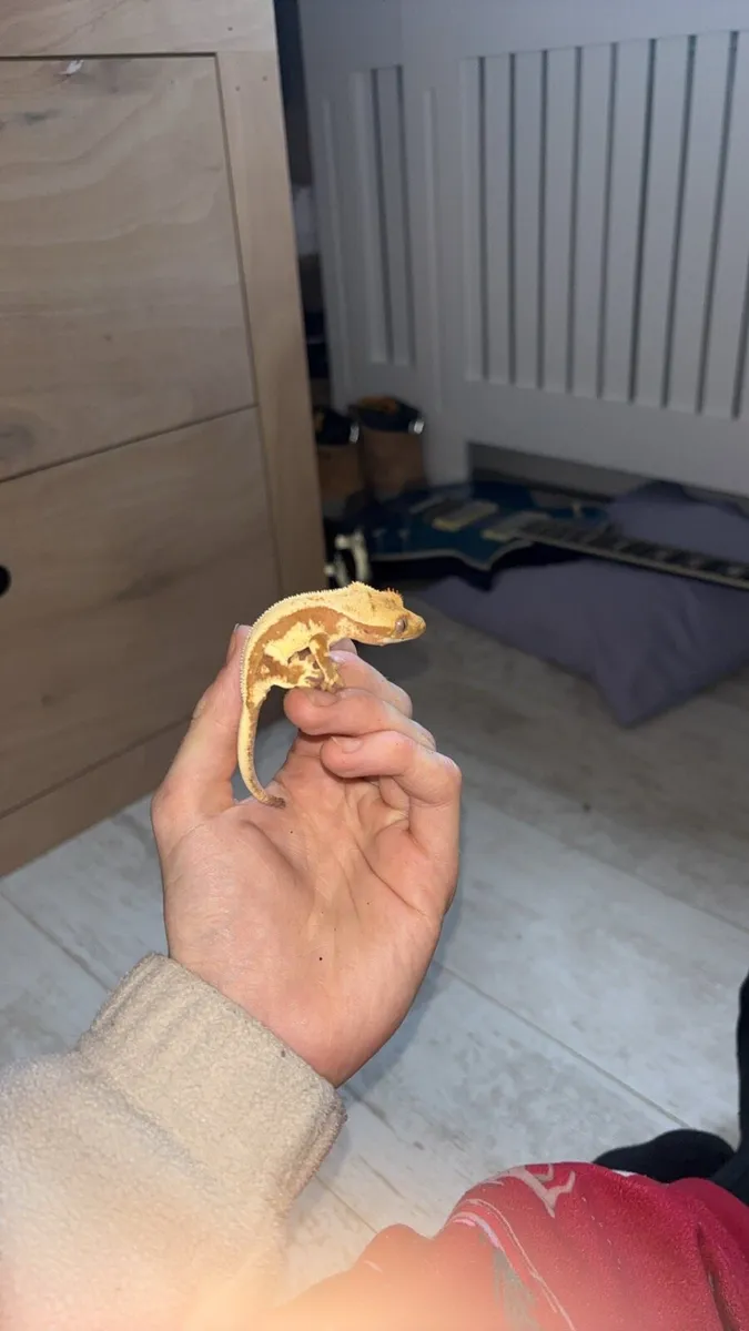 Red lily white Crested gecko and setup brand new - Image 3