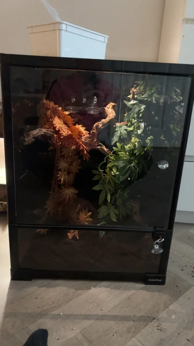 Red lily white Crested gecko and setup brand new - Image 1