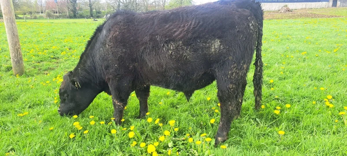 ANGUS BULLS - Image 4