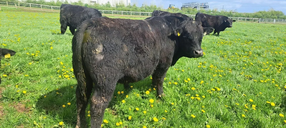 ANGUS BULLS - Image 1