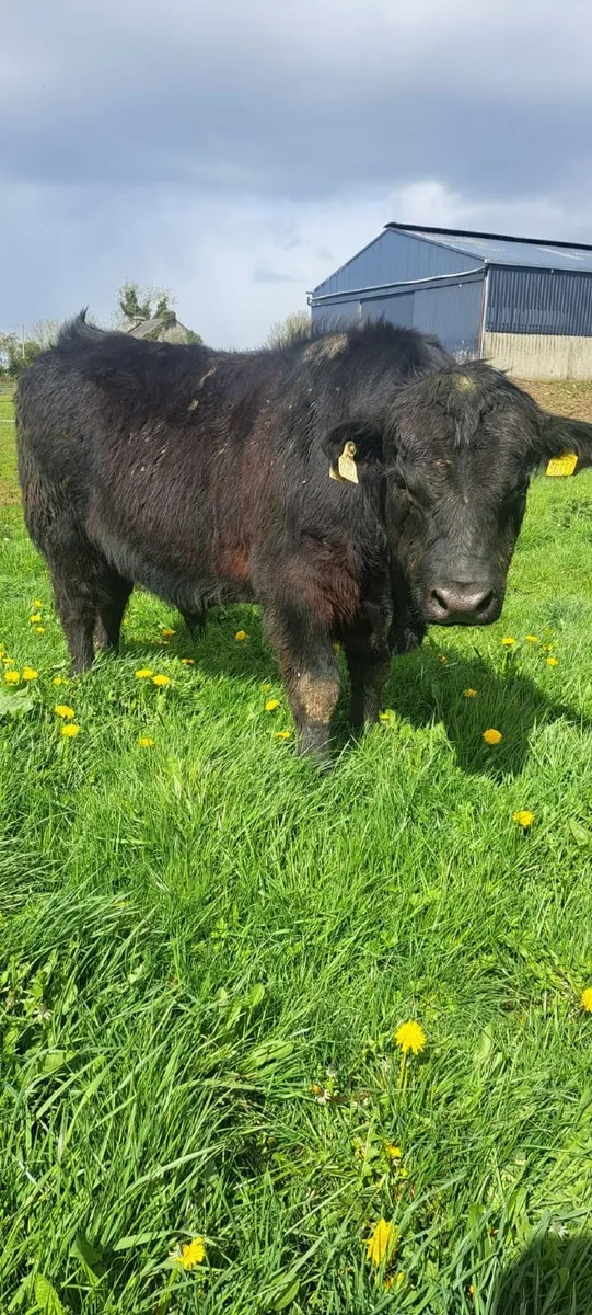 ANGUS BULLS - Image 2