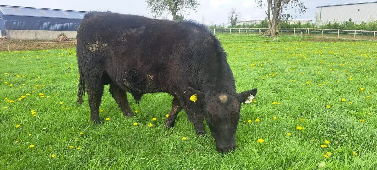 ANGUS BULLS - Image 3