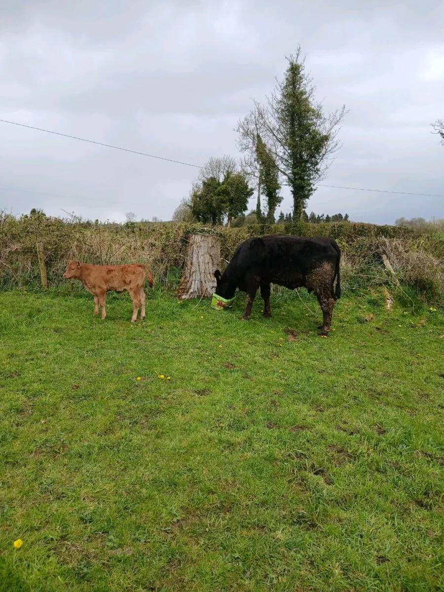Calved heifer and calf - Image 1