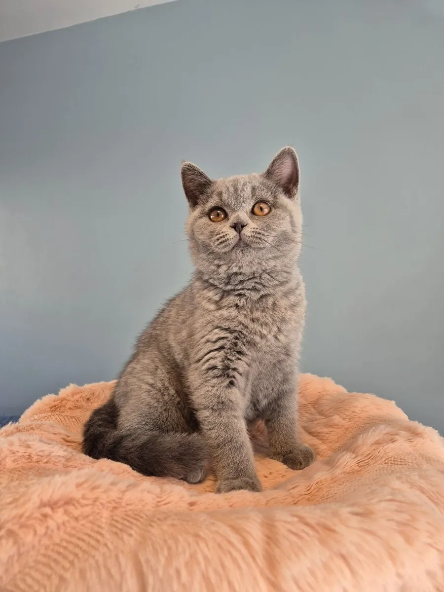 Blue Purebreed British Shorthair Kitten (GCCFI) - Image 1