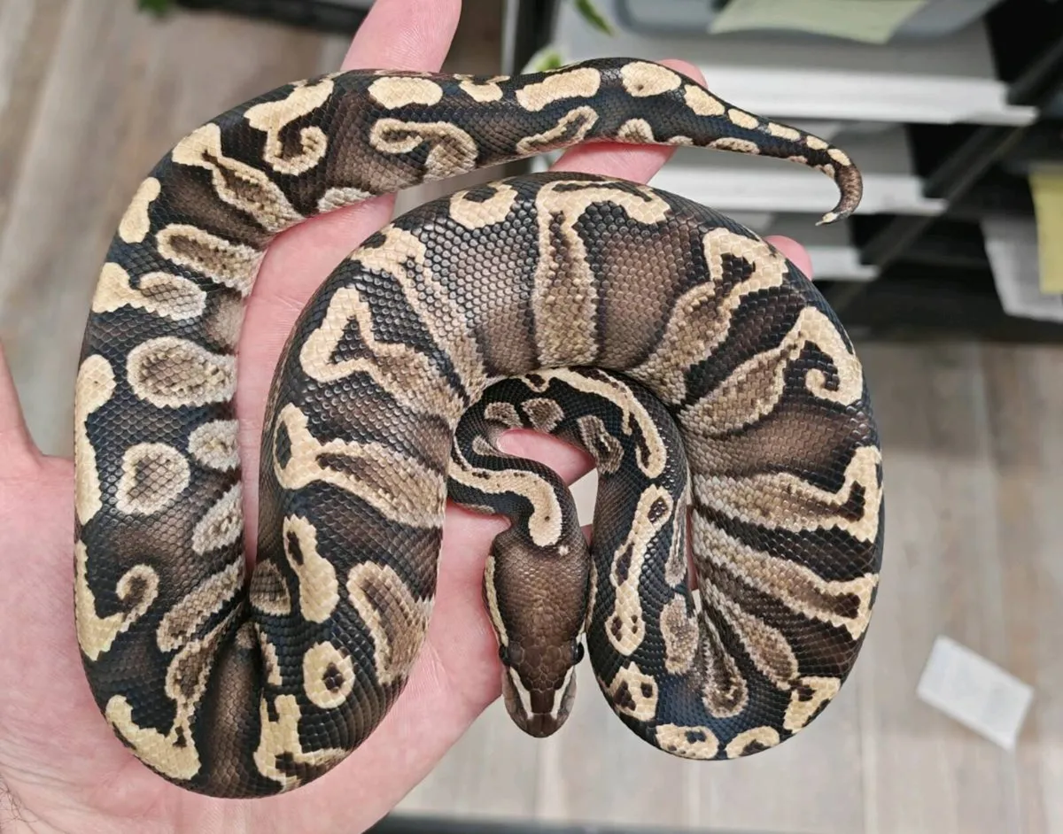 Royal pythons