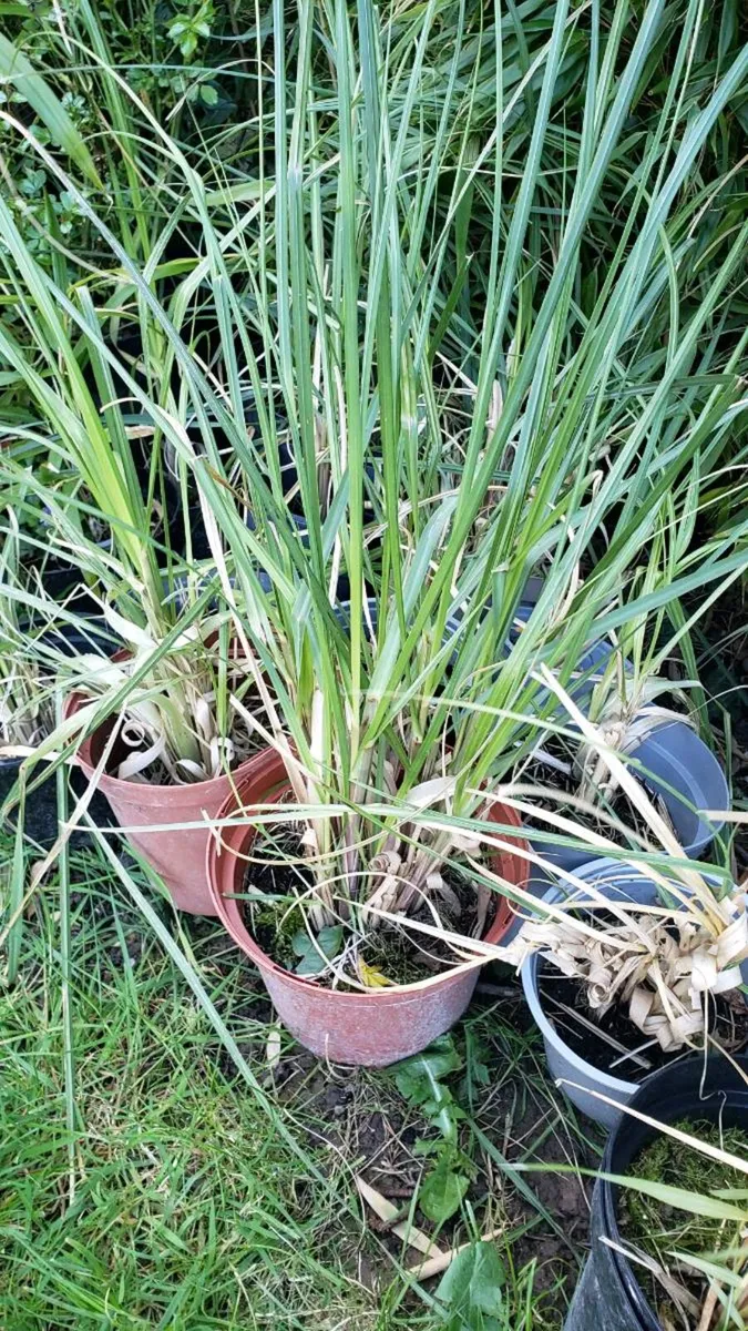 Pampas grass. - Image 1