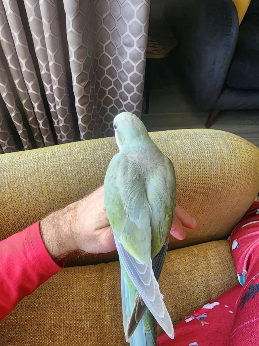 Hand tame quaker - Image 3