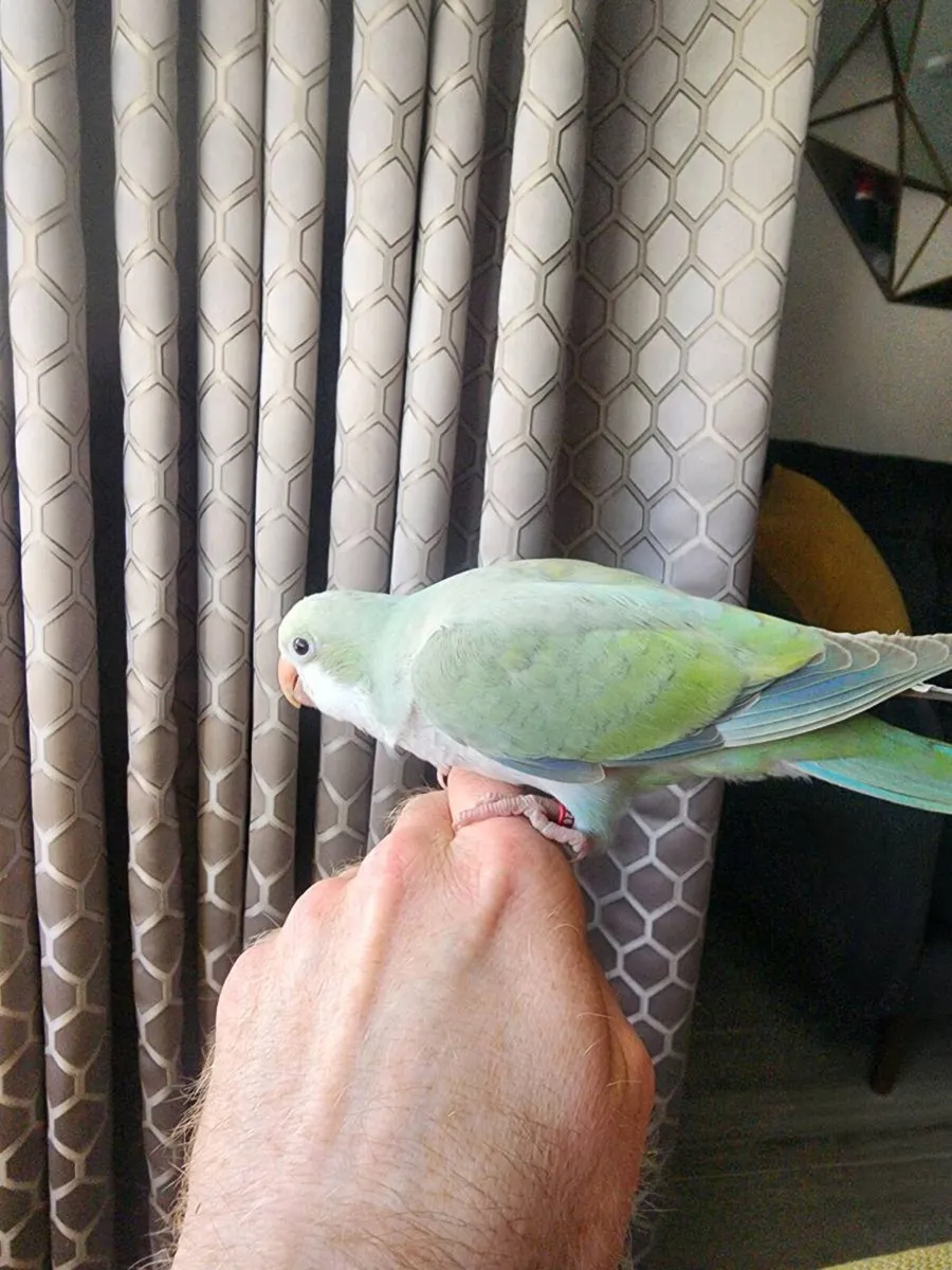 Hand tame quaker - Image 1