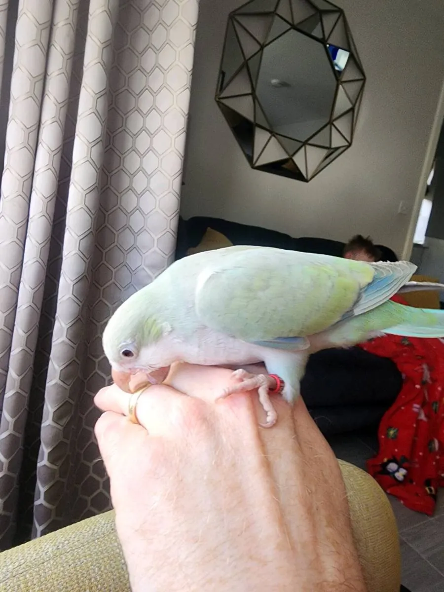 Hand tame quaker - Image 4