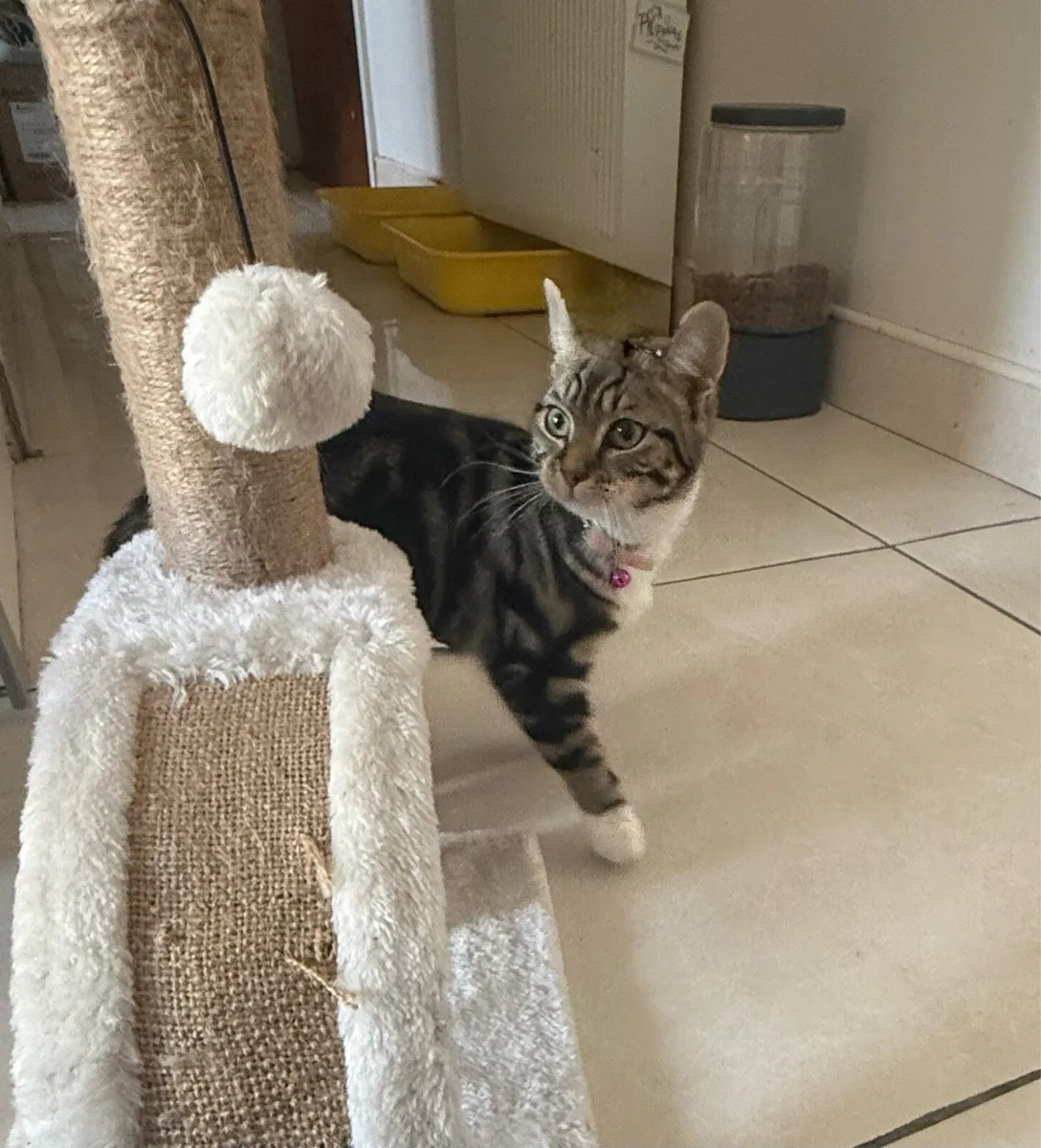 2 Kittens for sale - Image 1