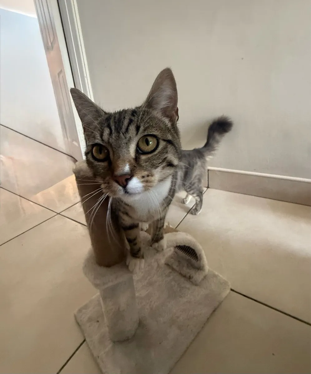 2 Kittens for sale - Image 2